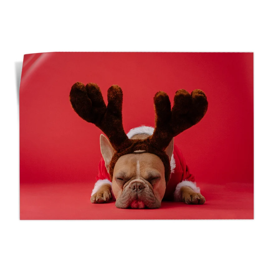 Bulldog Frances con Disfraz Poster