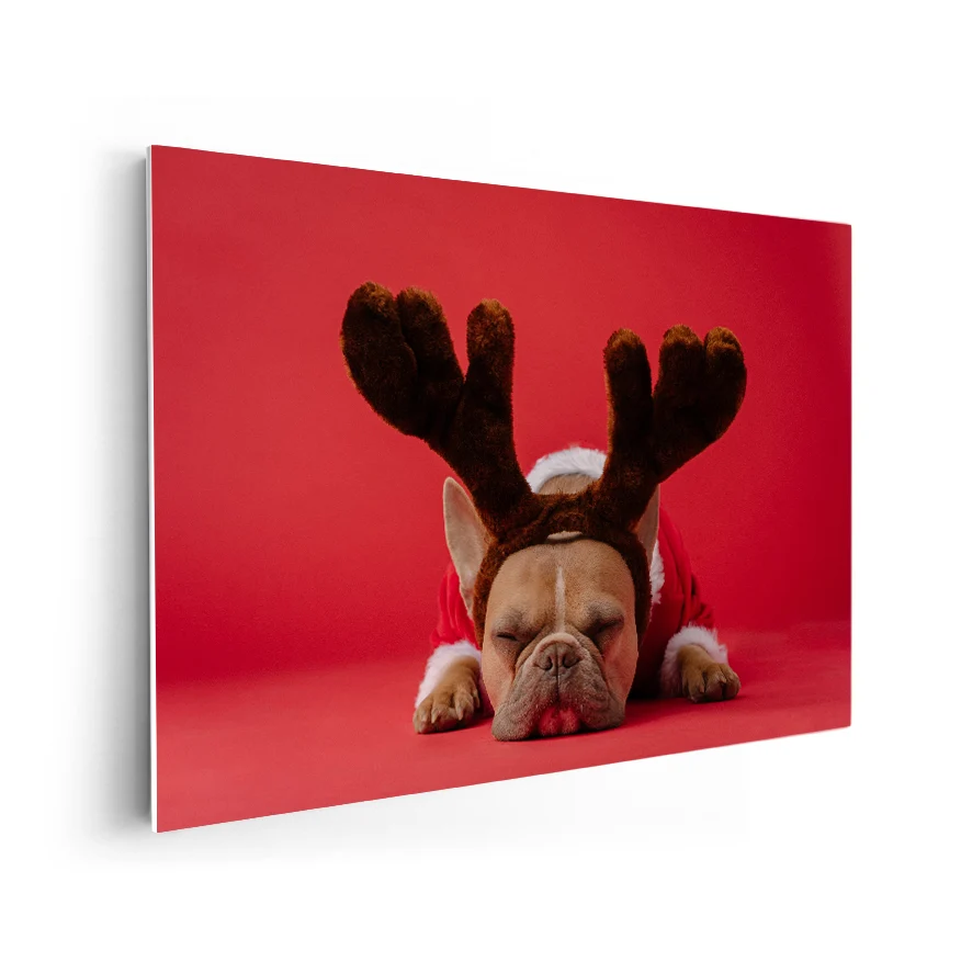 Bulldog Frances con Disfraz Poster