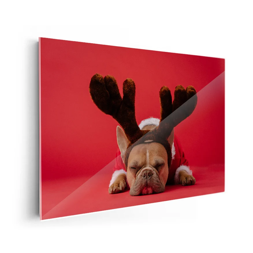 Bulldog Frances con Disfraz Poster