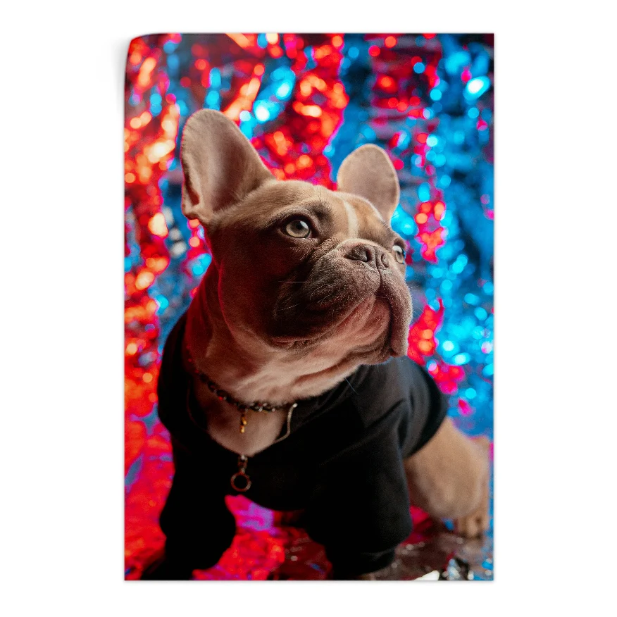 Bulldog Francés Poster