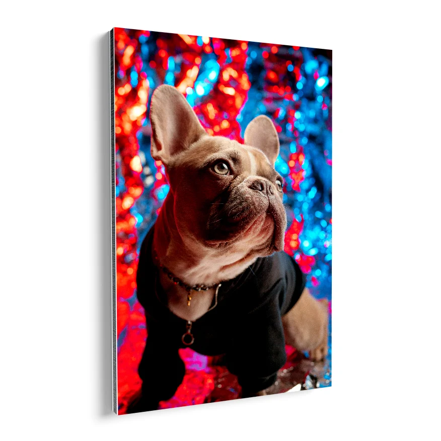 Bulldog Francés Poster