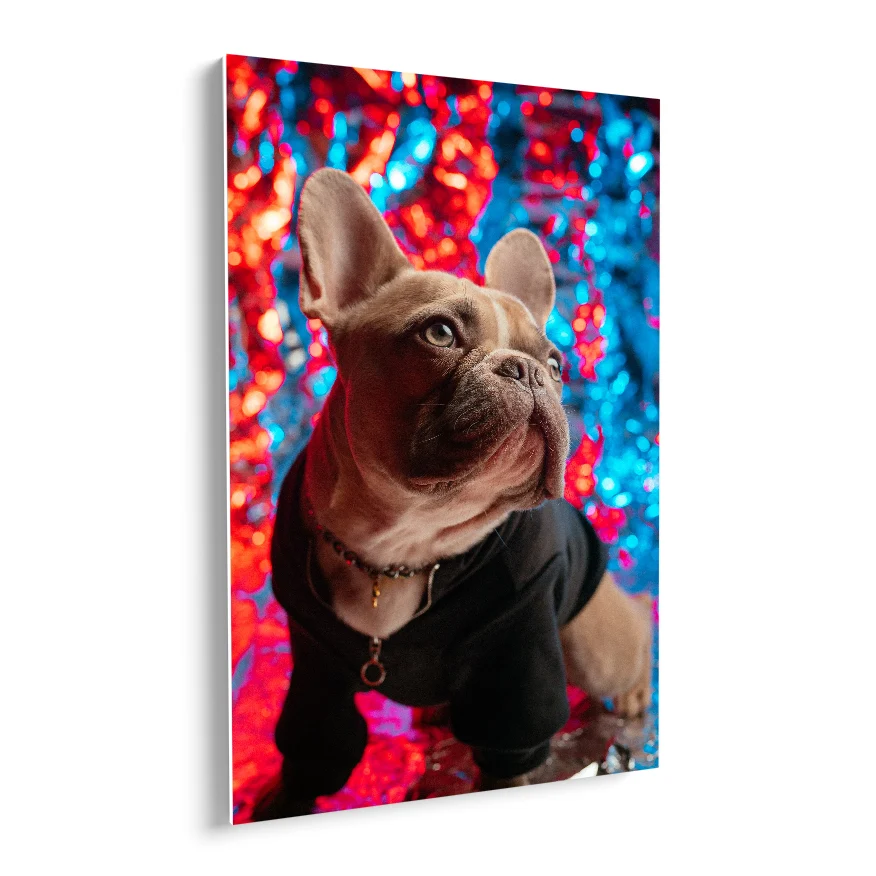 Bulldog Francés Poster