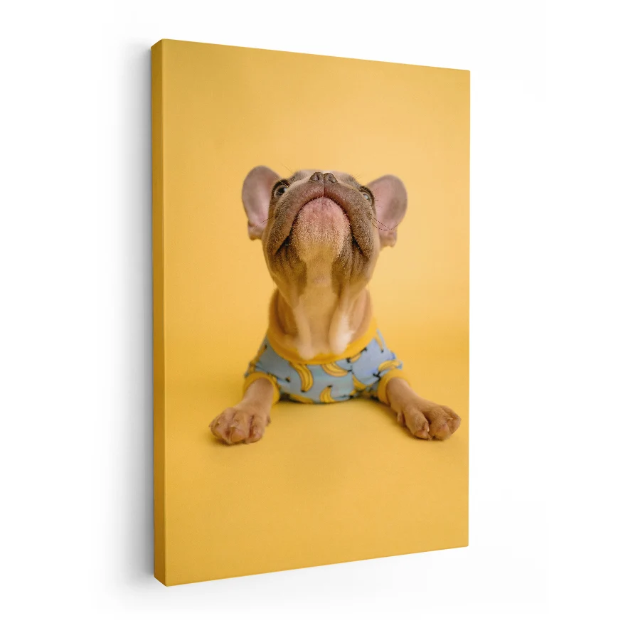 Cachorro en Jersey Poster