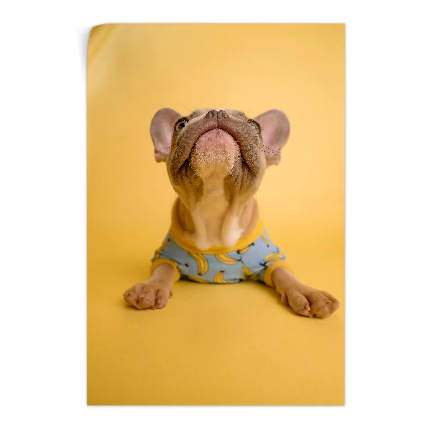 Cachorro en Jersey Poster