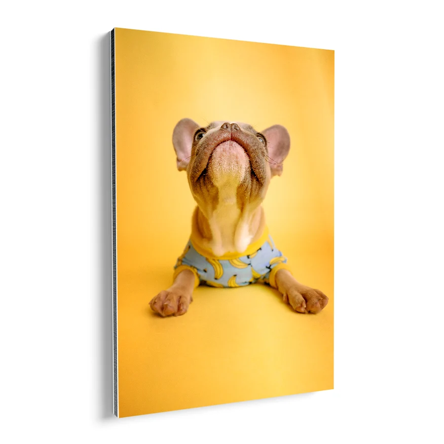 Cachorro en Jersey Poster
