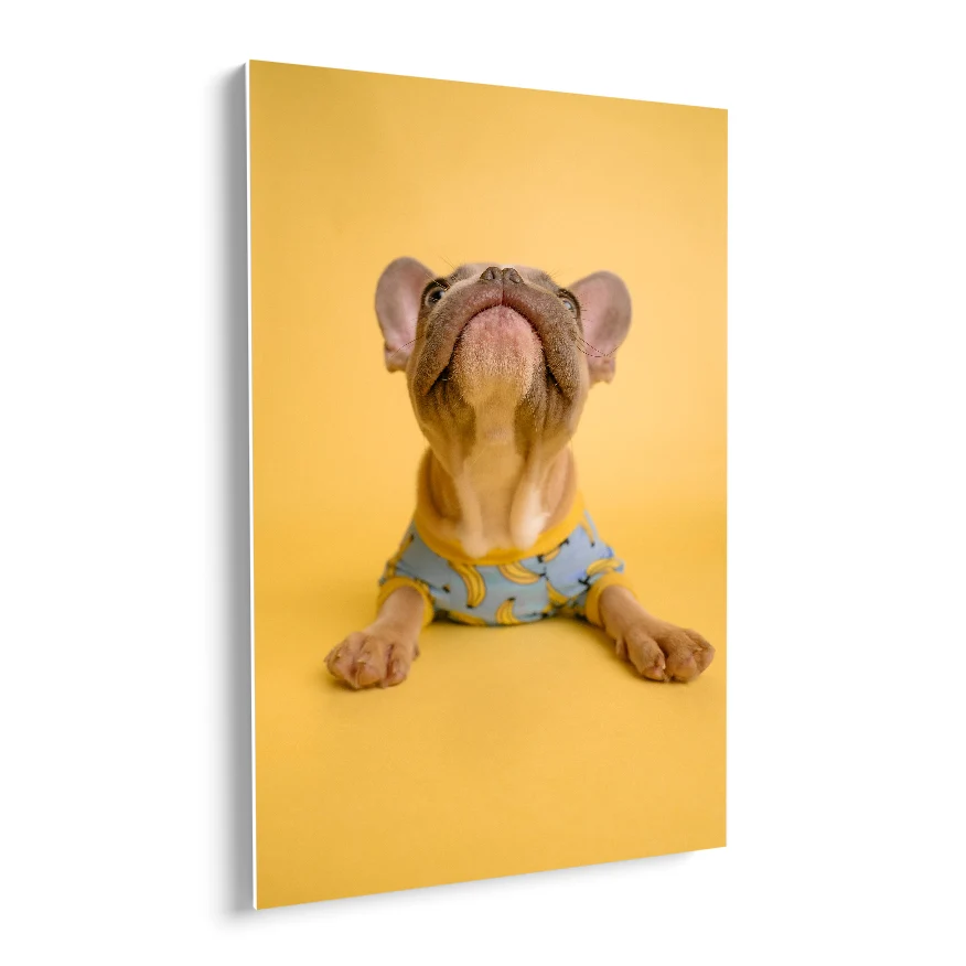 Cachorro en Jersey Poster