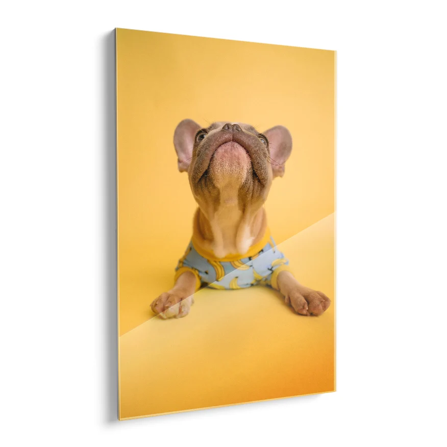 Cachorro en Jersey Poster