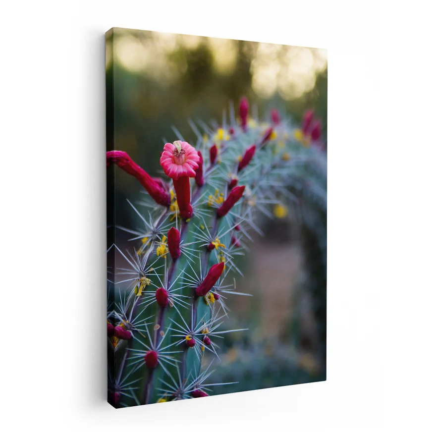Cactus con Flores Poster