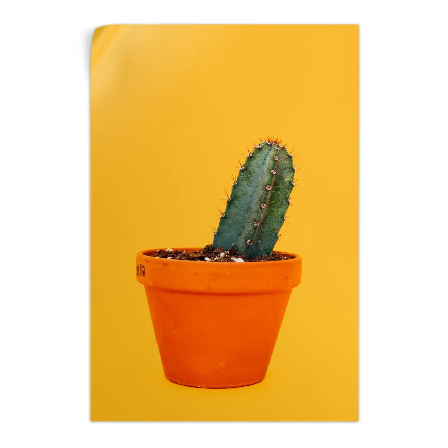 Cactus San Pedro Poster