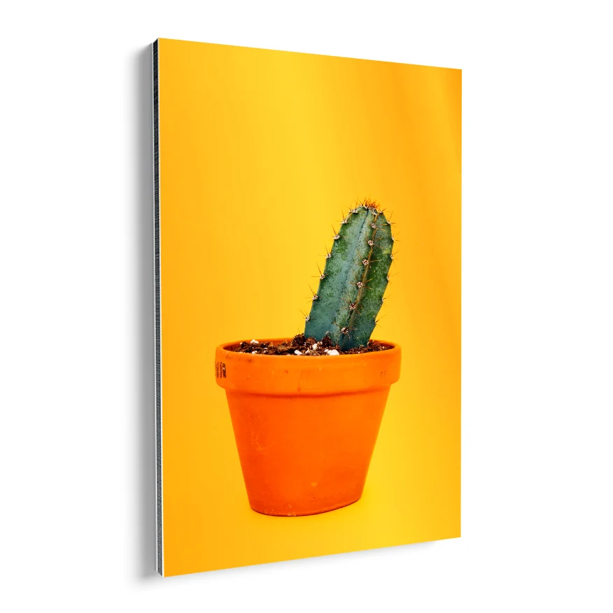 Cactus San Pedro Poster