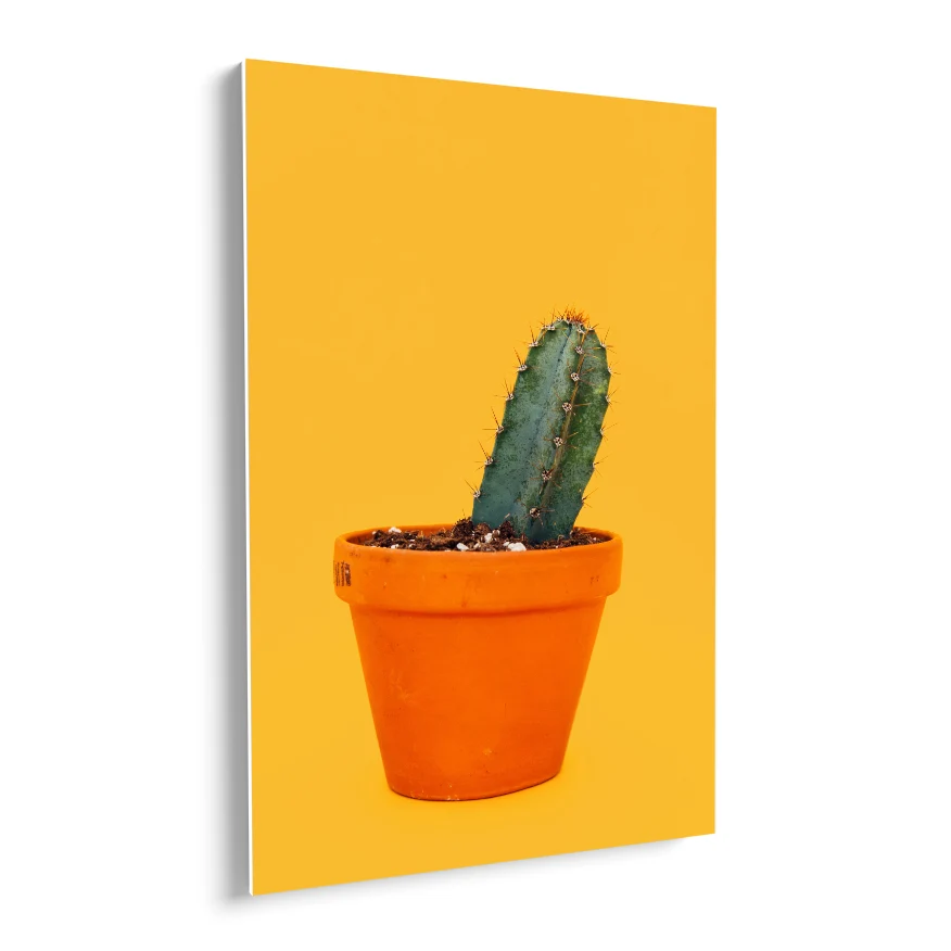 Cactus San Pedro Poster
