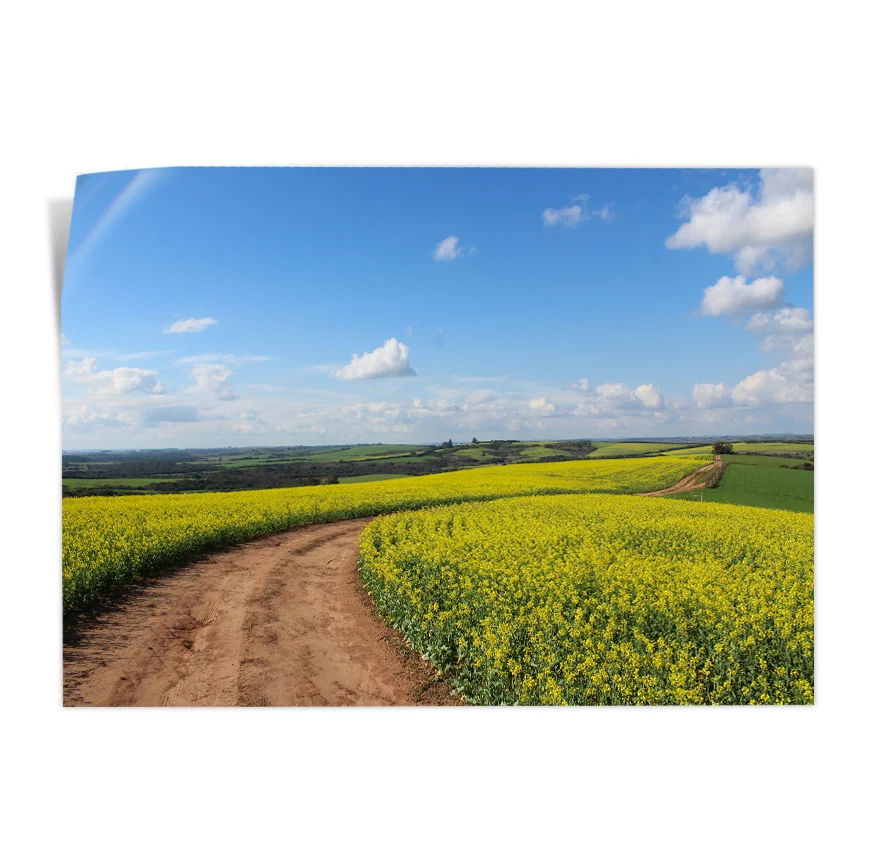Camino Entre Flores Poster