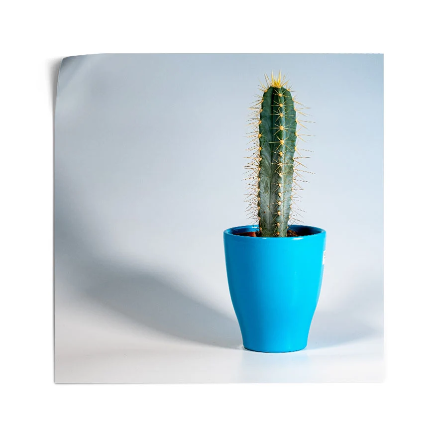 Cereus Poster