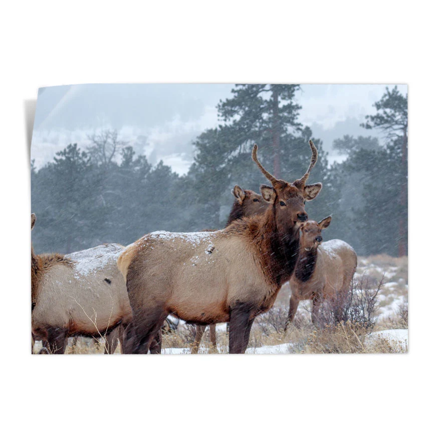 Ciervos Poster