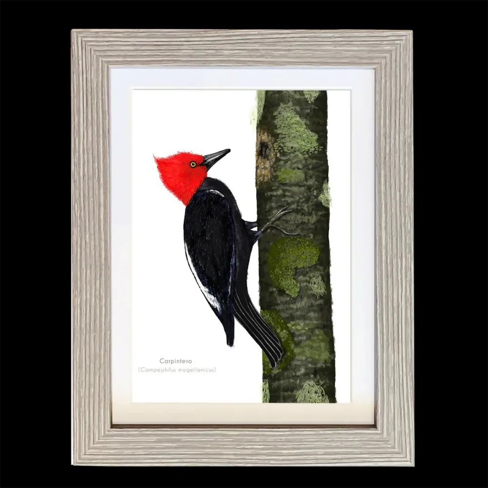 Cuadro Aves de Chile Carpintero Premium S CLAUDIA BRANDES