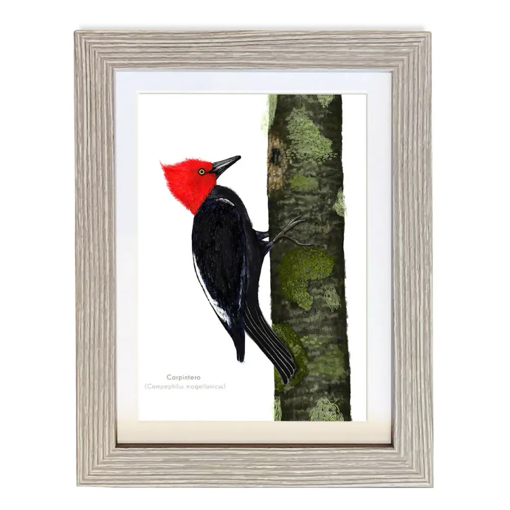 Cuadro Aves de Chile Carpintero Premium S CLAUDIA BRANDES