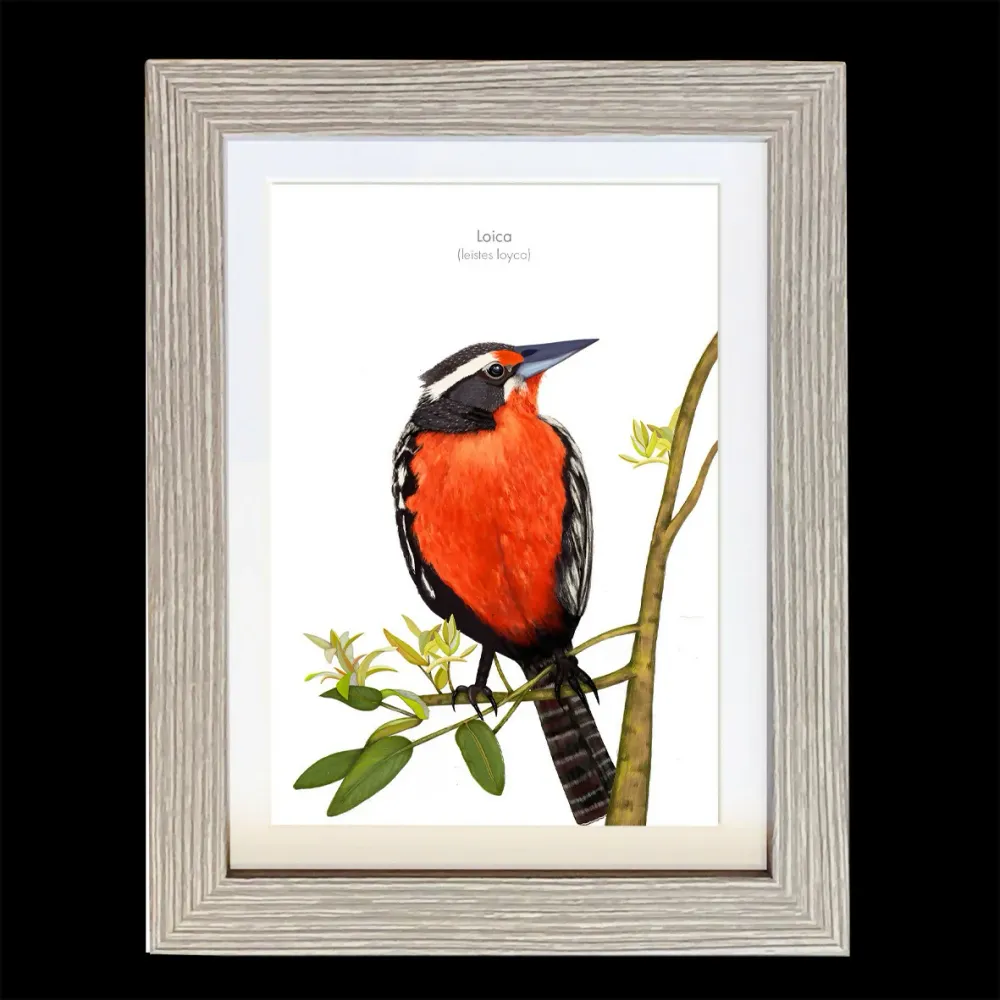 Cuadros Aves de Chile Loica Premium S CLAUDIA BRANDES