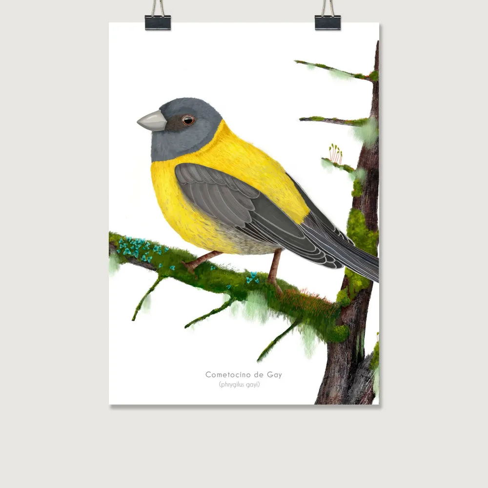 LAMINAS AVES DE CHILE - Cometocino CLAUDIA BRANDES