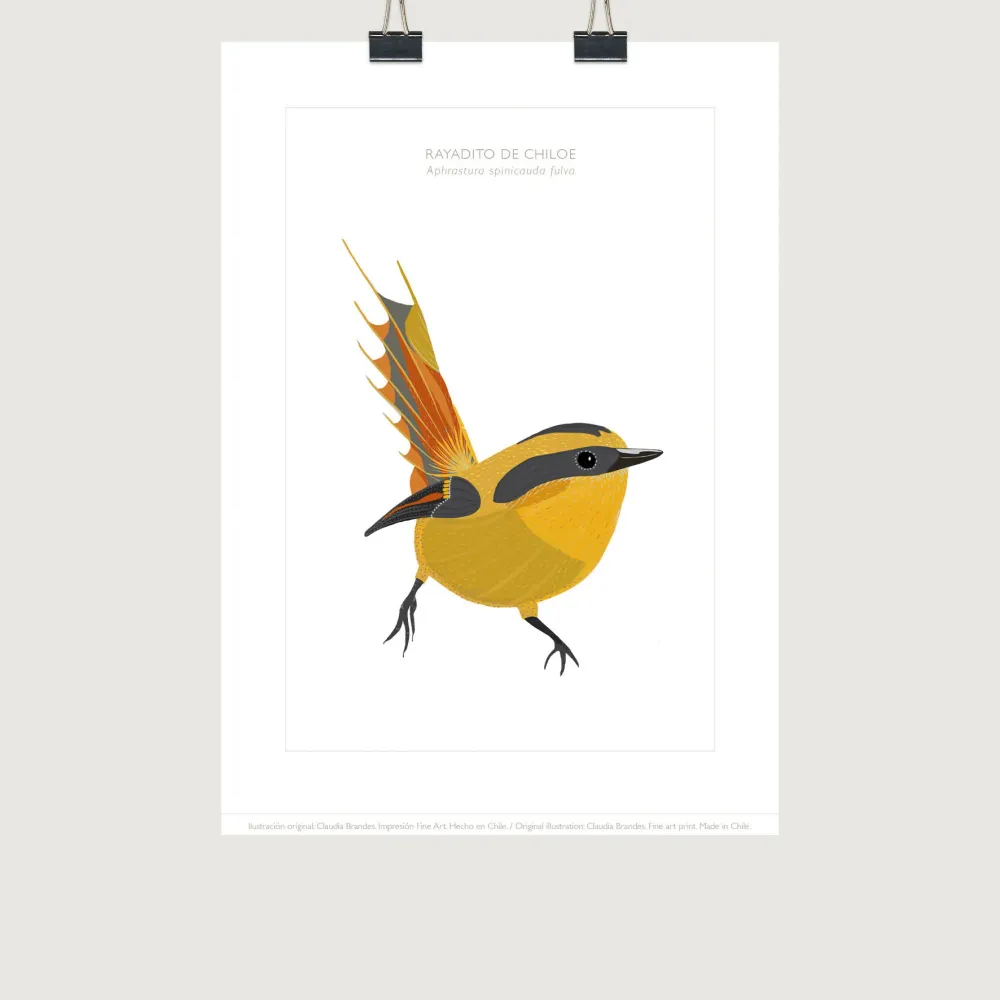 LAMINAS FAUNA - RAYADITO DE CHILOE CLAUDIA BRANDES