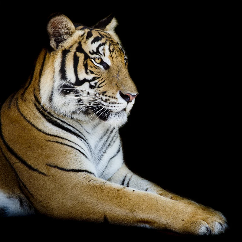 Calcomaní mural de tigre domesticado contemporáneo, revestimiento de pared para comedor negro, personalizado Negro Clearhalo