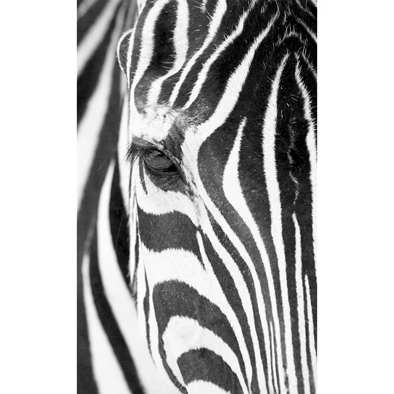 Fotografí Zebra Skin Wall Art Extra Large Wall Mural Calcomaní para pared decorativa, tamaño personalizado disponible Negr...