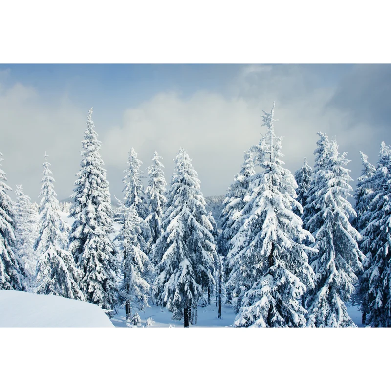 Mural de ciprés cubierto de nieve, arte moderno impermeable para pared de dormitorio, hecho medida, blanco Blanco Clearhalo