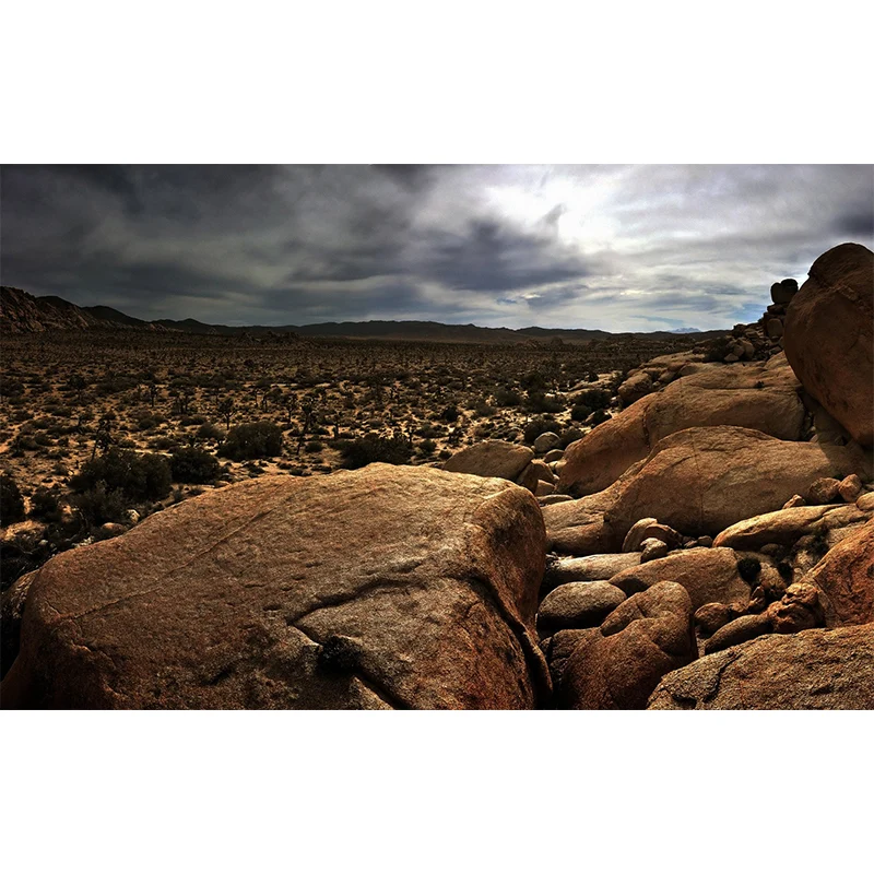 Plantas del desierto con mural de piedra Revestimiento de pared de estilo moderno marrón para pared decorativa, tamaño opc...