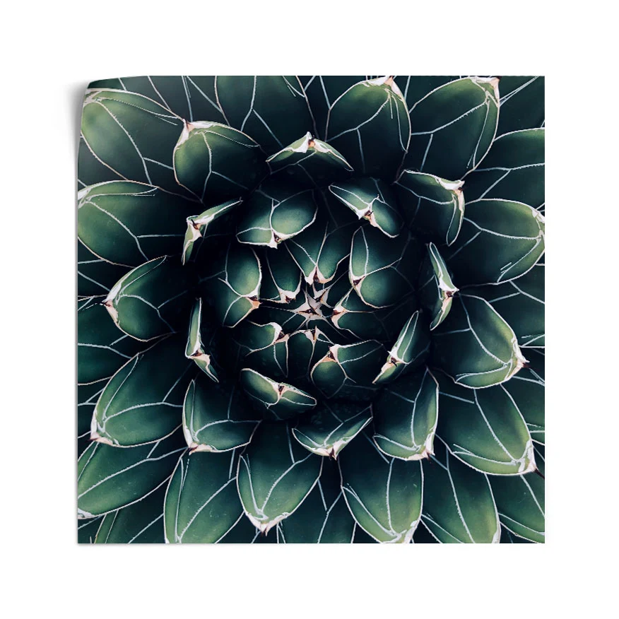 Corazón de Cactus Poster