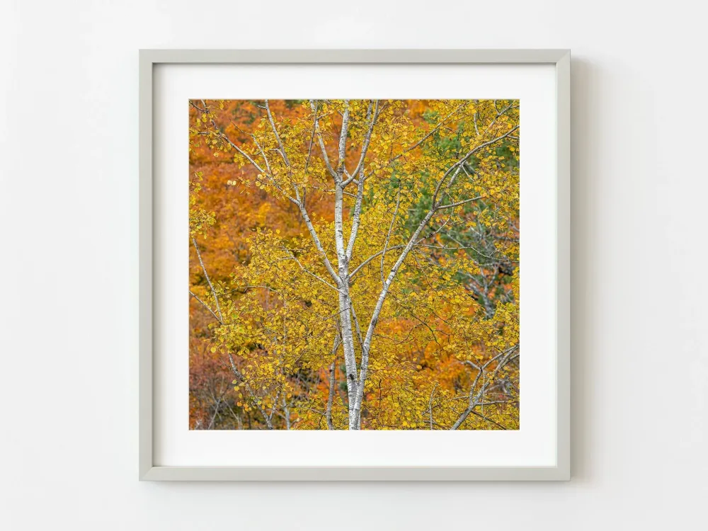 Abedules con follaje otoñal Condado de Haliburton, Ontario, Canadá | Edición limitada de 10 Dan Kosmayer Photography