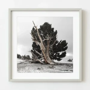 Bristlecone Árbol antiguo | Edición limitada de 10 Dan Kosmayer Photography