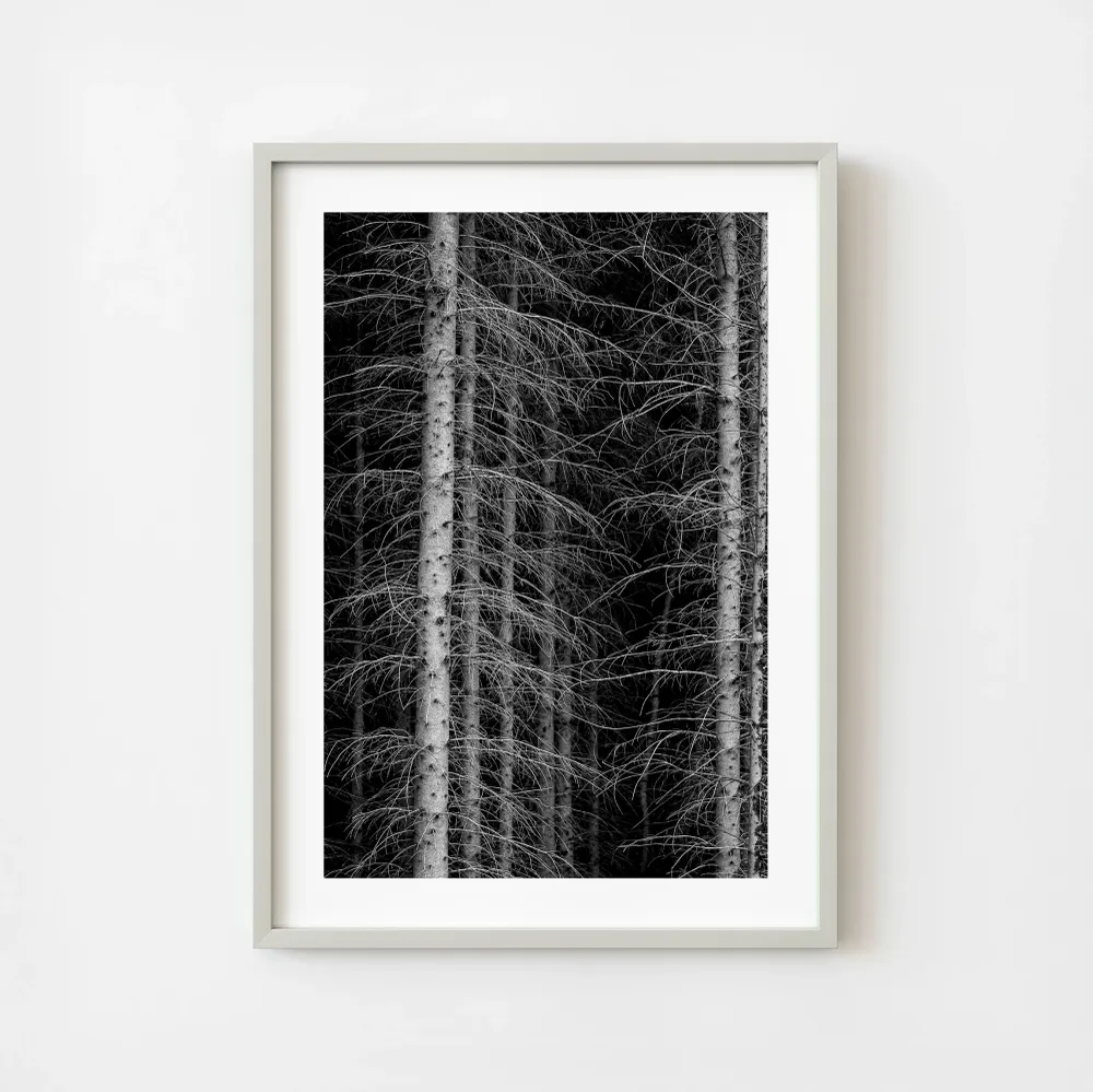 Canadá Ontario Haliburton Bosque denso árboles Blanco y negro Fotografí de bosque de naturaleza minimalista | Edición limi...