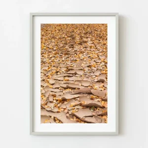 Cauce seco en el otoño | Edición limitada de 10 Dan Kosmayer Photography
