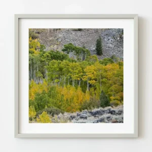 Álamos temblones Sierra Oriental | Edición limitada de 10 Dan Kosmayer Photography