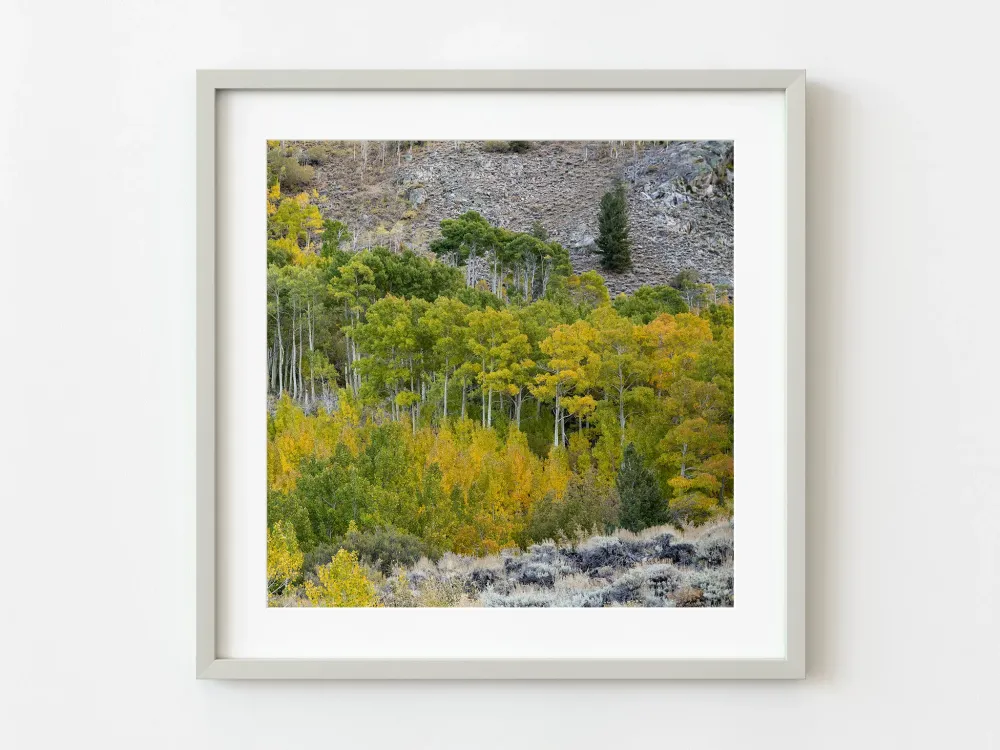 Álamos temblones Sierra Oriental | Edición limitada de 10 Dan Kosmayer Photography
