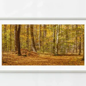 En lo profundo del bosque del norte de Ontario en otoño | Edición limitada de 10 Dan Kosmayer Photography