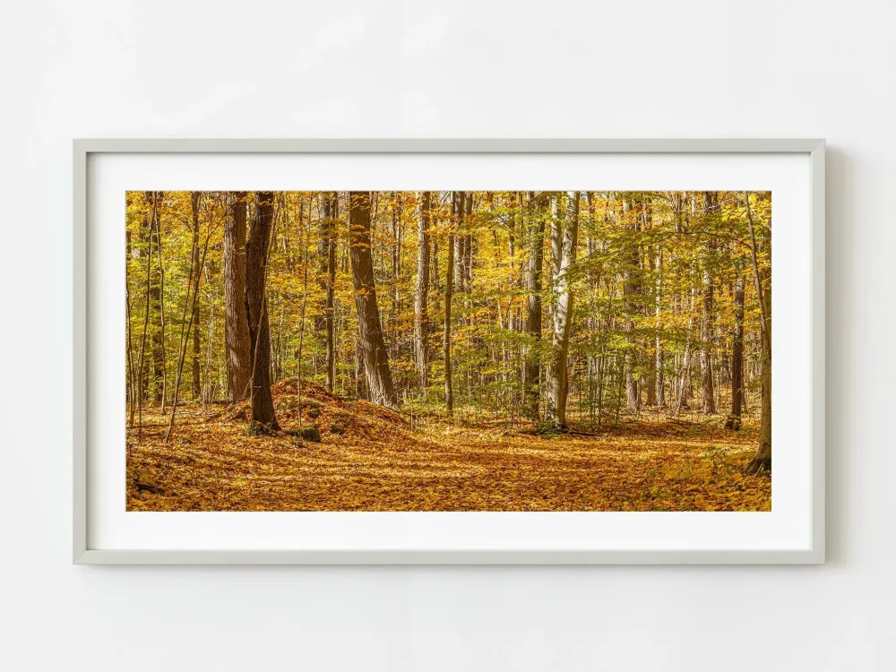 En lo profundo del bosque del norte de Ontario en otoño | Edición limitada de 10 Dan Kosmayer Photography