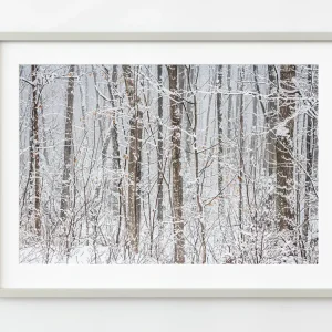 Árboles forestales cubiertos de nieve | Edición limitada de 10 Dan Kosmayer Photography