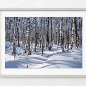 Árboles forestales de invierno Haliburton | Edición limitada de 10 Dan Kosmayer Photography