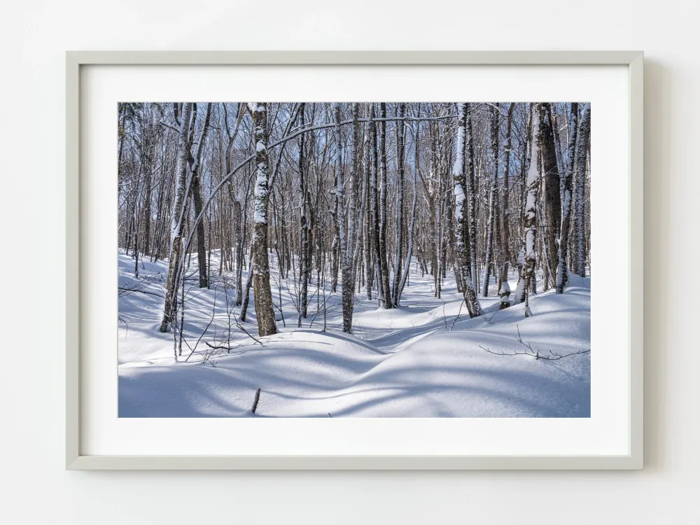 Árboles forestales de invierno Haliburton | Edición limitada de 10 Dan Kosmayer Photography