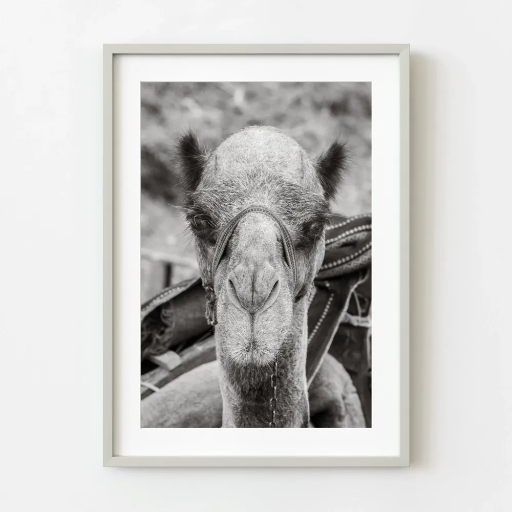 Retrato de un camello que tuvo un dí largo | Edición limitada de 10 Dan Kosmayer Photography