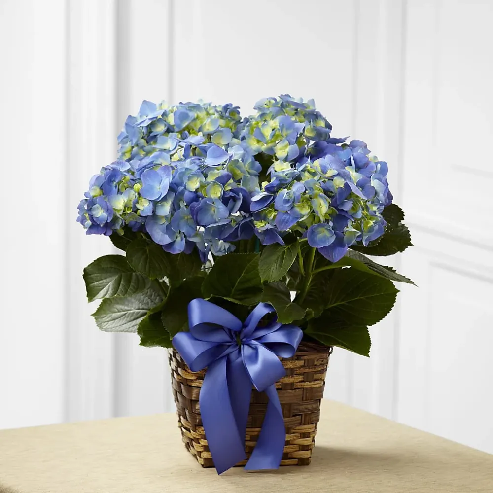 Jardinera de hortensias azules Deux Gars Des Fleurs