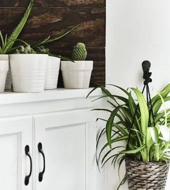 DRUVFRLADER COLGANTE DE PLANTAS