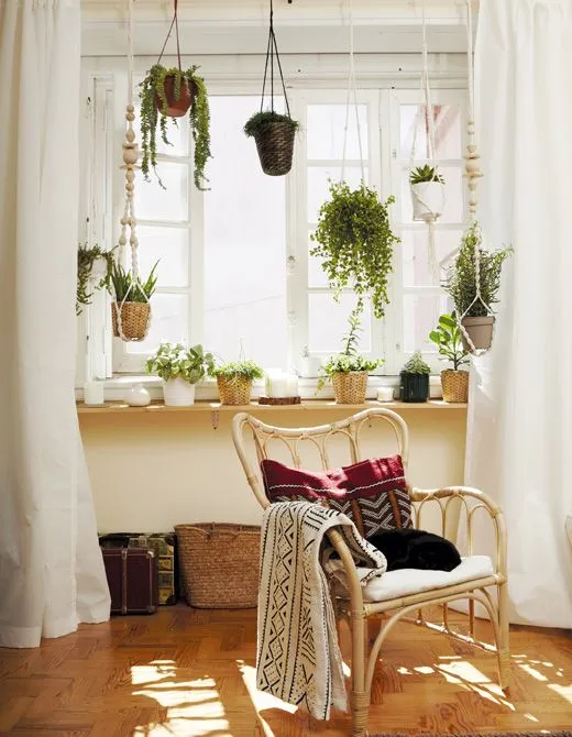DRUVFRLADER COLGANTE DE PLANTAS