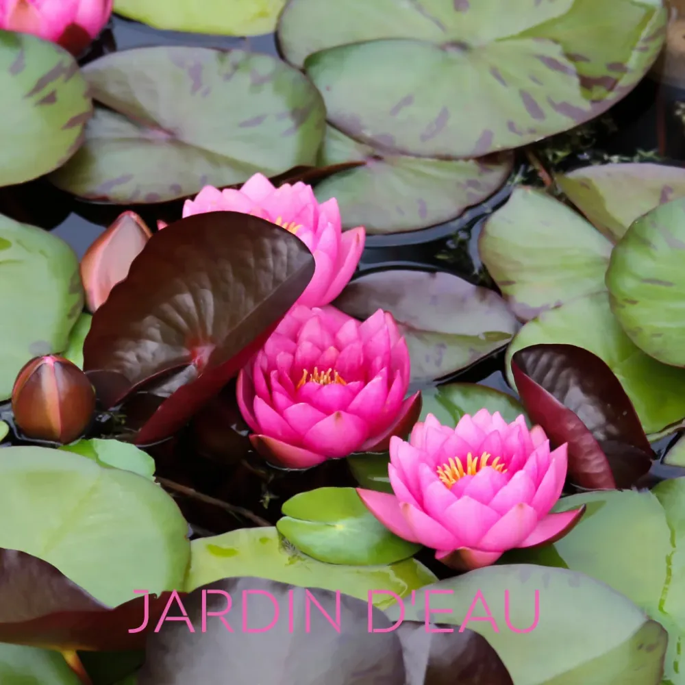 JARDIN D'EAU Eco Candle Project