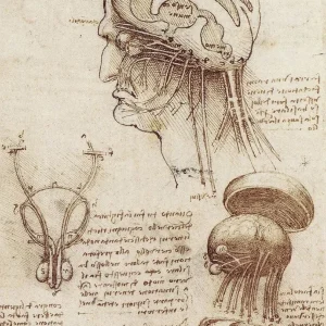 Estudio del cerebro (Leonardo Da Vinci) Fine Artic