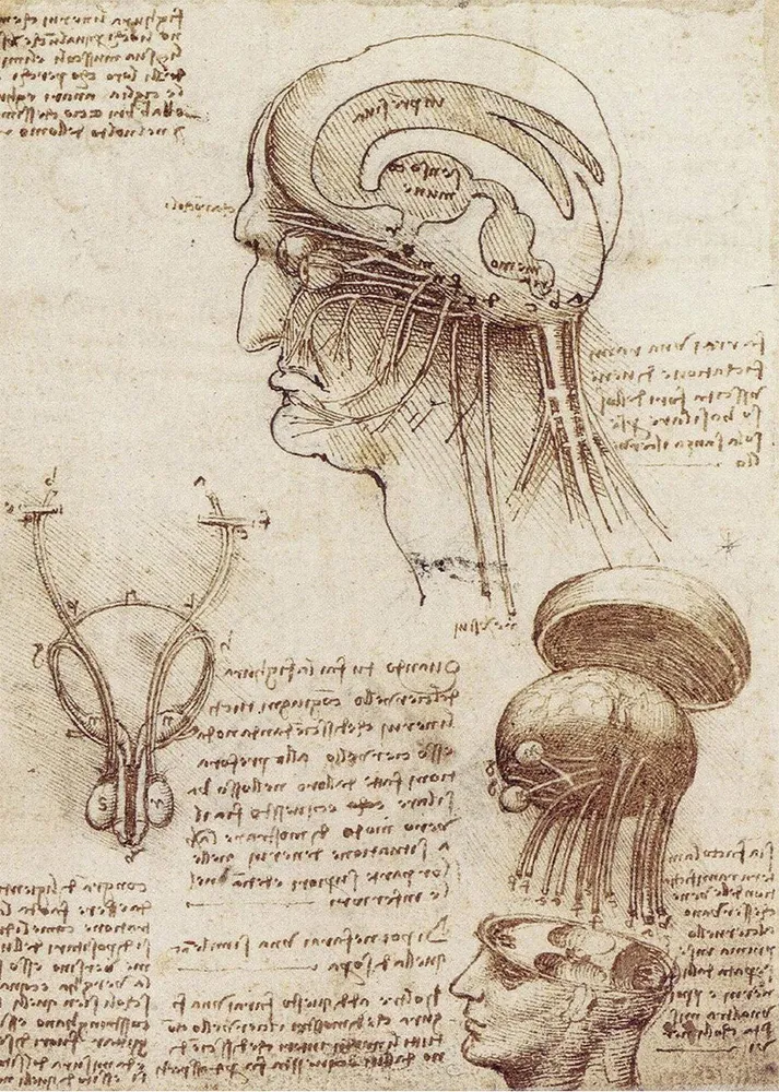 Estudio del cerebro (Leonardo Da Vinci) Fine Artic