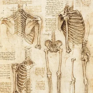 Estudio de esqueleto humano (Leonardo Da Vinci) Fine Artic