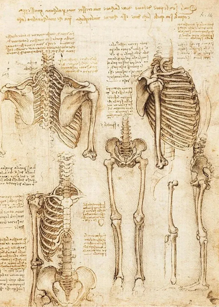 Estudio de esqueleto humano (Leonardo Da Vinci) Fine Artic