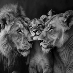 Familia de leones Fine Artic