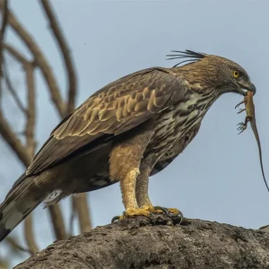 Águila Azor cazando un lagarto Fine Artic